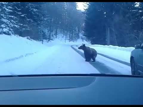 რაჭის თოვლიან გზაზე მოსეირნე დათვი